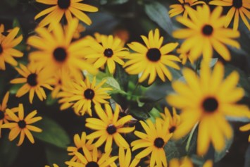 Obituario de Dionne Patricia Linden