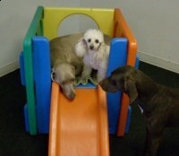 Obituary of Jane Doe