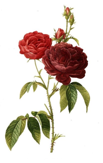 Obituary of Willo Elizabeth Dillon