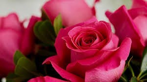 Obituary of Elsie Lou Evans