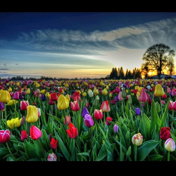 Obituary of Martha Stewart Geyer