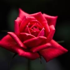 Obituary of Sharon Sue Belcher