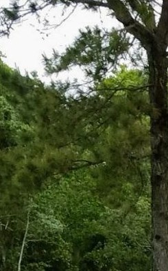 Joseph Hubert Obituary - Port Arthur, TX