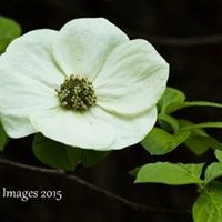 Obituary of Myrtle Ann Adams