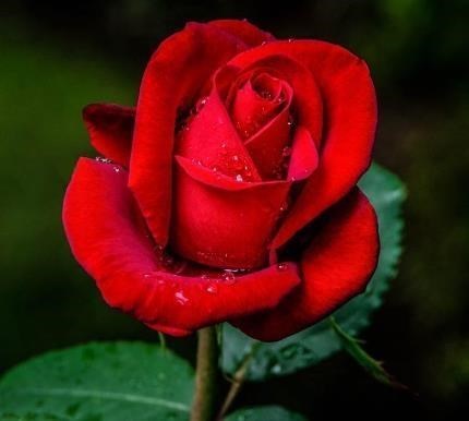 Obituary of Long Phi Nguyen