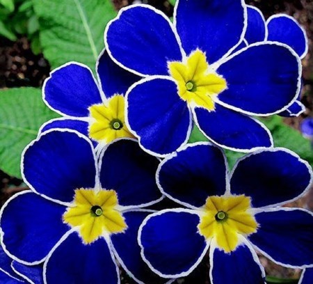 Avis de décès de Iola Mildred Young