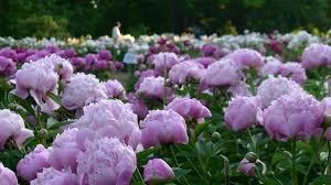 Obituary of Carolyn S Boyd