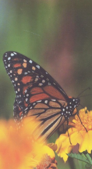 Obituary of Hazel Thatcher