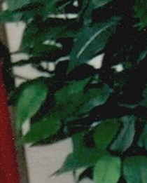 Share Obituary for Reynaldo Cruz San Antonio, TX