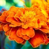 Obituary of Nancy Suzanne Ryan