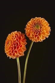 Obituario de Lucille Angelina Trucano