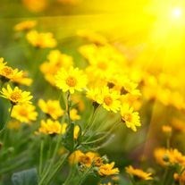 Obituary of Marie T. Ishida