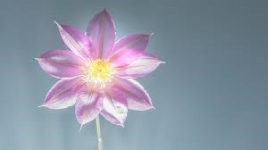 Obituary of Marissa E Lashondelle Batiste