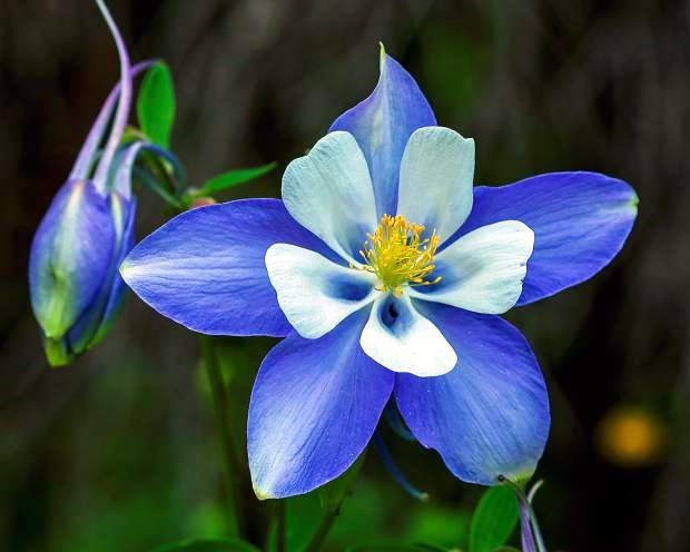 Obituary of Florence R. Thunstrom