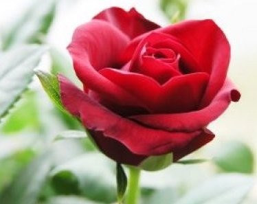 Obituary of Vicki Locke Smith