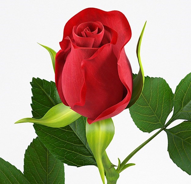 Obituary of Mariana E. Manosalvas