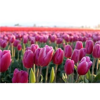 Obituary of Dorothy Sodano