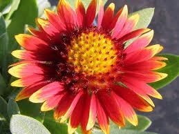 Obituary of Marie Elizabeth Benner