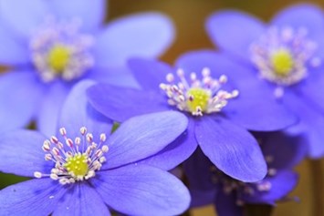 Obituary of Lois Morris