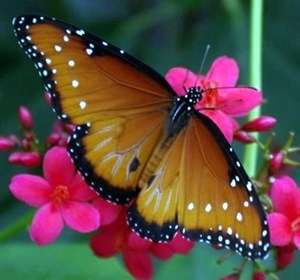 Obituary of Diane B Johnston-Seward