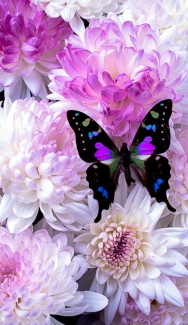 Obituary of Sage Jean Medina