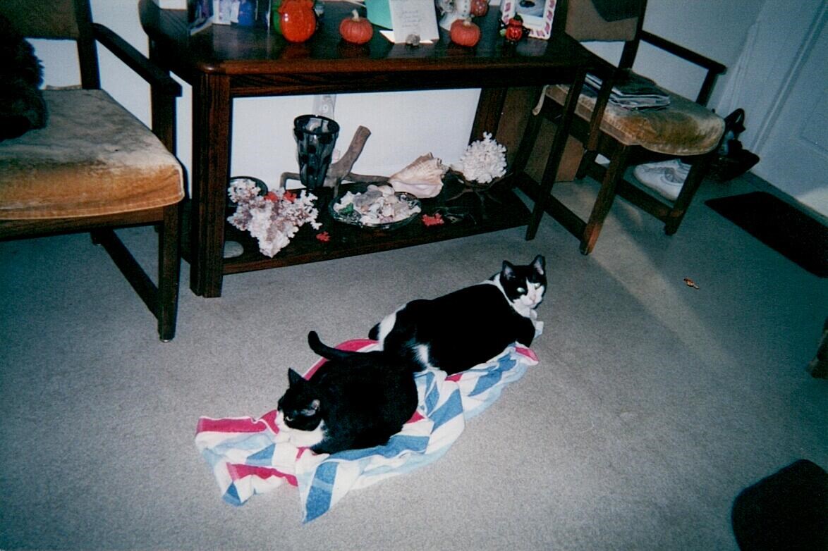 Aurora Wade Obituary Naples Fl