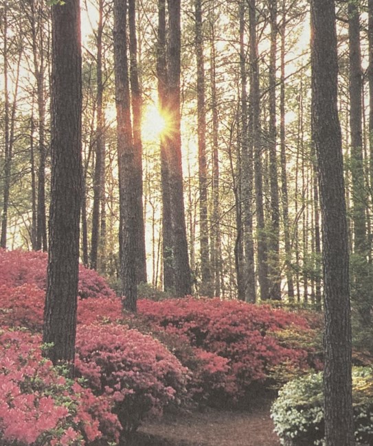 Avis de décès de Myra E. Davis