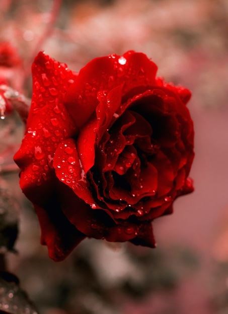 Obituary of Helena Anne Rella