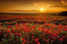 Obituary of Eleanor Dickey Perkins