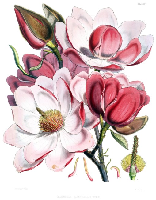 Obituary of Salimie Cook