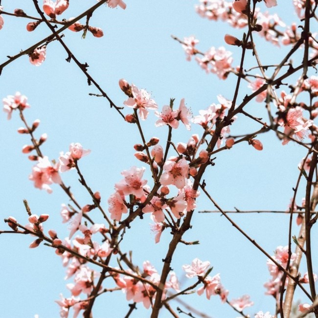 Obituary of Virginia Ann Smith