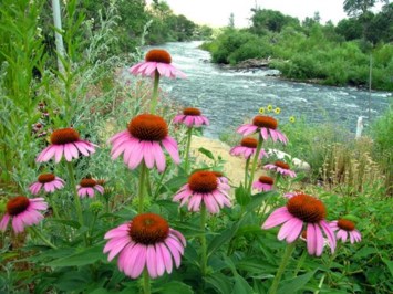 Obituary of Laura Ann Sims