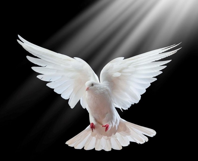 Obituary of Rafael Ramos Zuniga