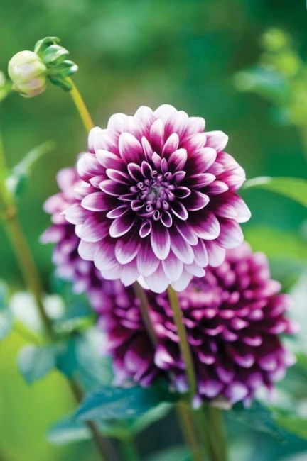 Obituary of Theresa Jackson