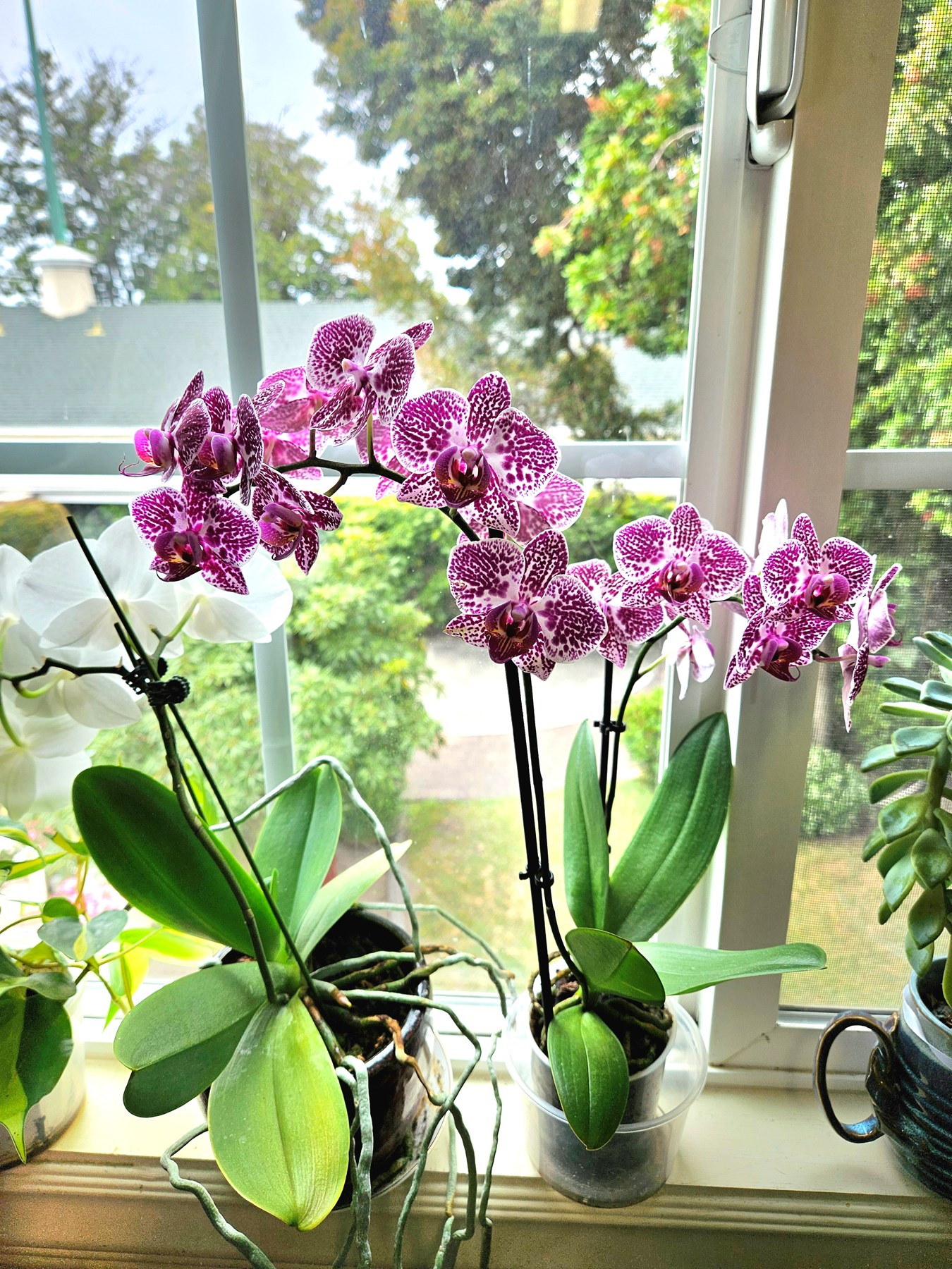 Obituary of Cecile Minh Nguyet le