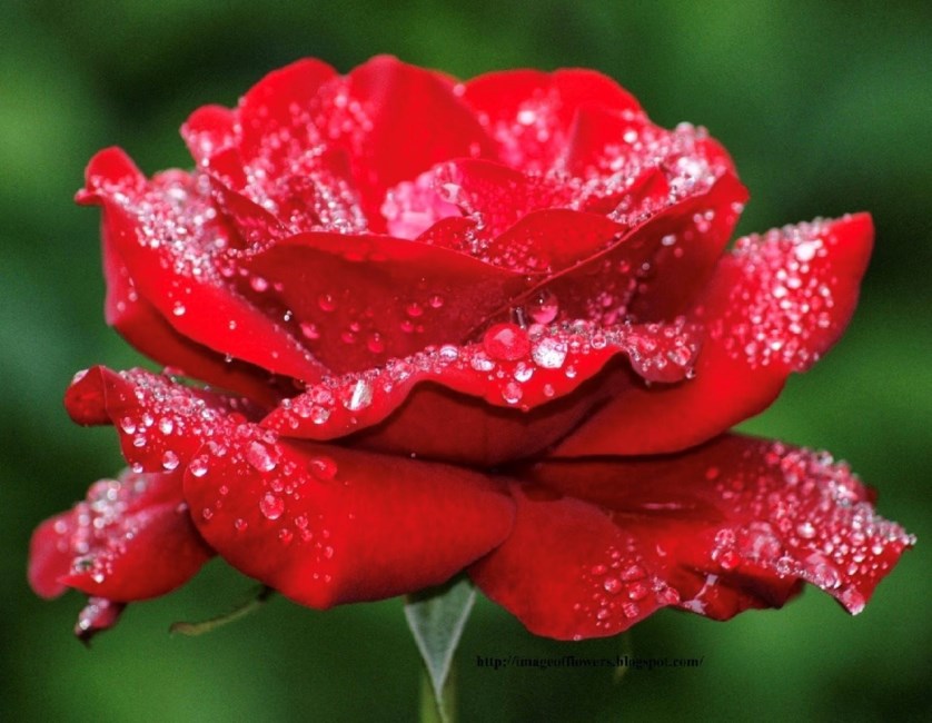 Obituary of Olivia Jimenez Godoy
