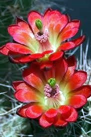 Obituary of Barbara Ann Turner