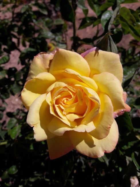 Obituary of Dorothy M Sayre