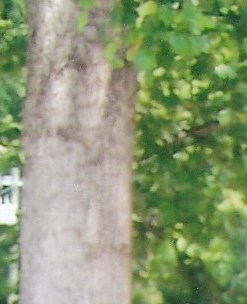 Lewis Thomas Obituary Knoxville, TN