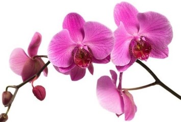 Obituary of Ms. Miu Lan Chan