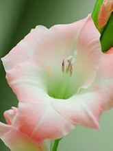 Obituary of Ada Rosa Clements