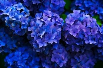 Obituary of Hilda Golub Solomon