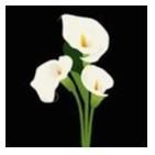 Obituary of Carolyn Marie Gordon