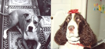 Obituary of Zachary Brady and Buddy Lee Herman