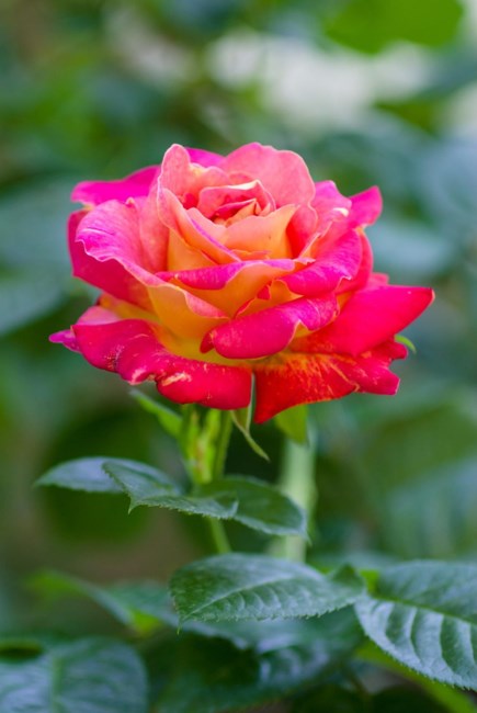 Obituary of Dorothy Eileen Cauffman