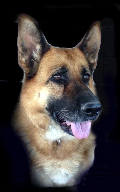 Obituary of K9 Officer Maya