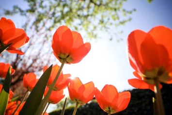 Obituary of Doris Virginia Parrish