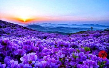 Obituary of Gloria Sabota Covert