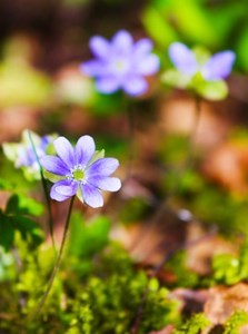 Jessica Noel Depina Obituary - Tucson, AZ