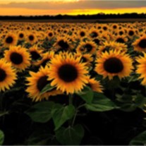 Obituary of Mary E. Hedrick